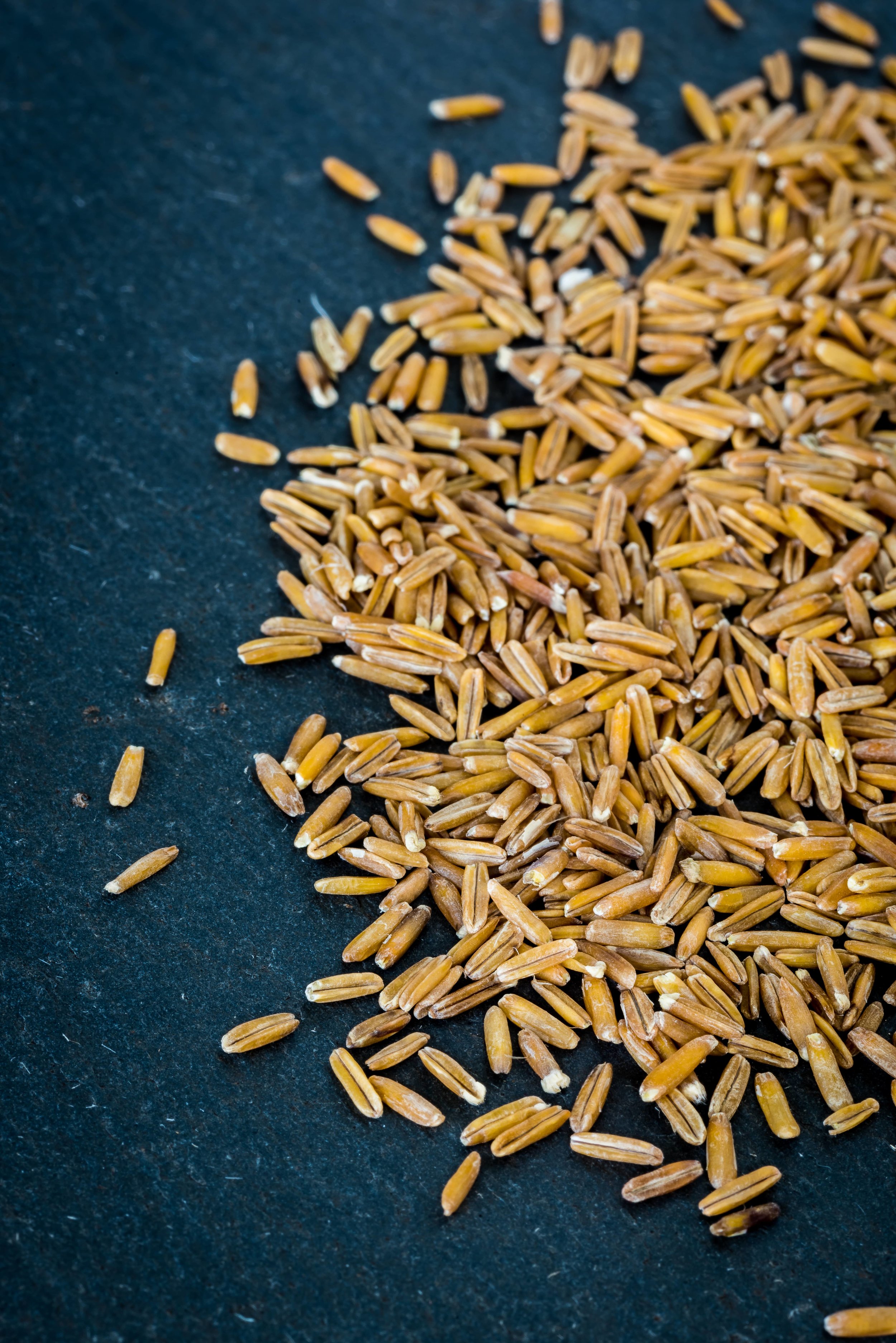 Close up of threshed Kernza® perennial grain seeds | Image courtesy of The Land Institute
