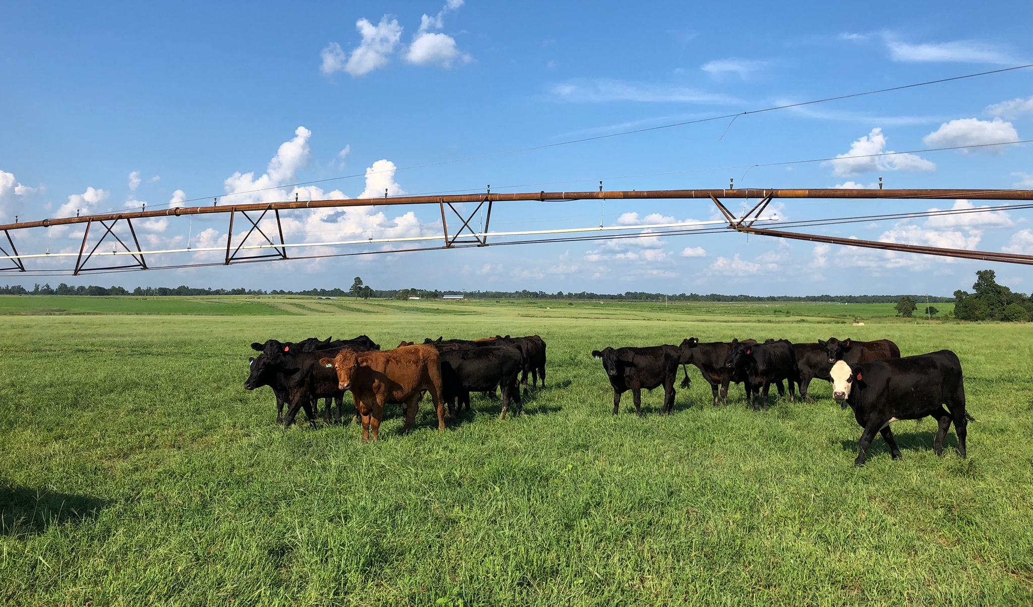 Grassfed cattle at Blackdirt Farms, a farming operation on Harvest Return’s platform.