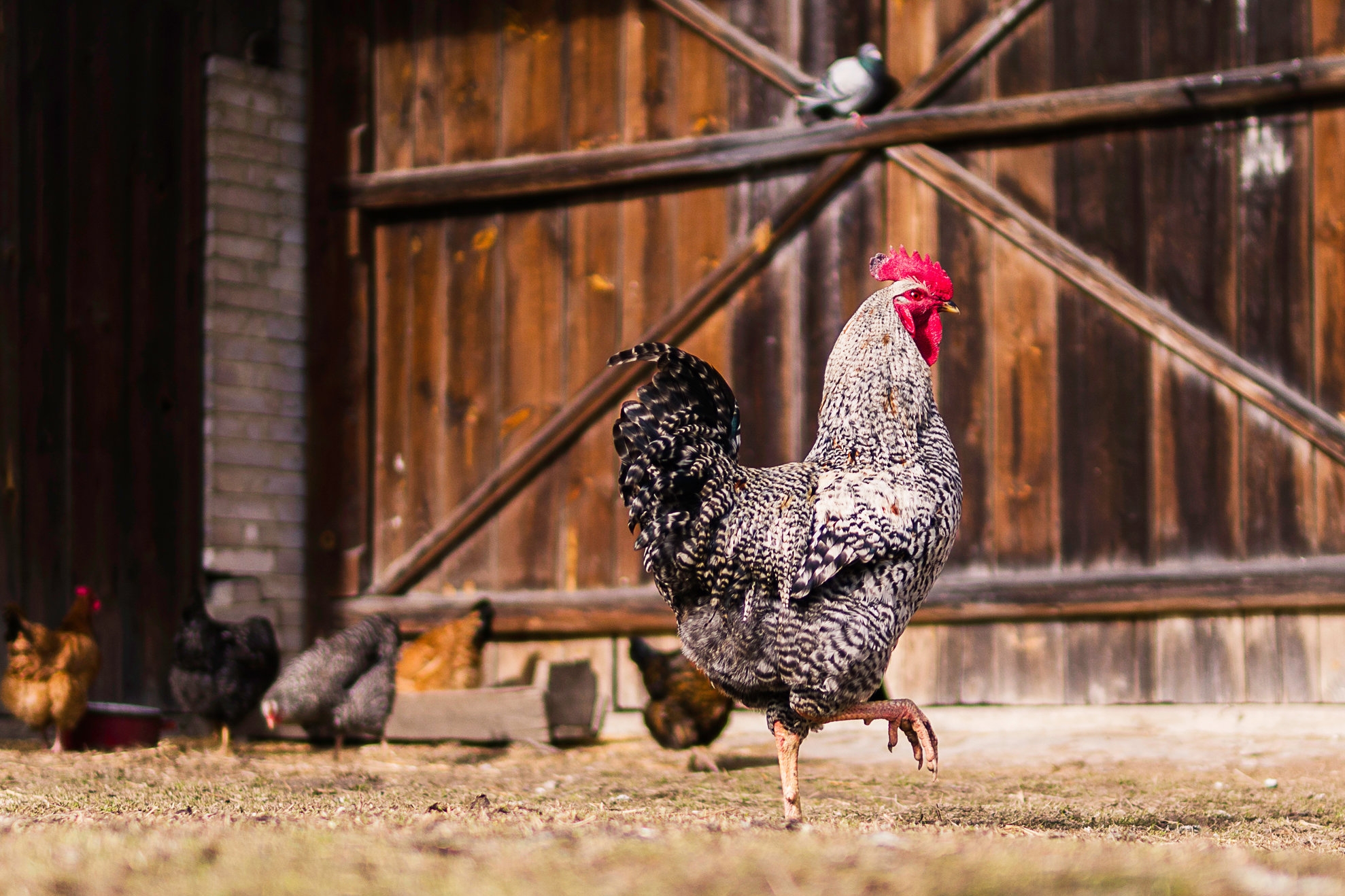 Heritage-breed-poultry