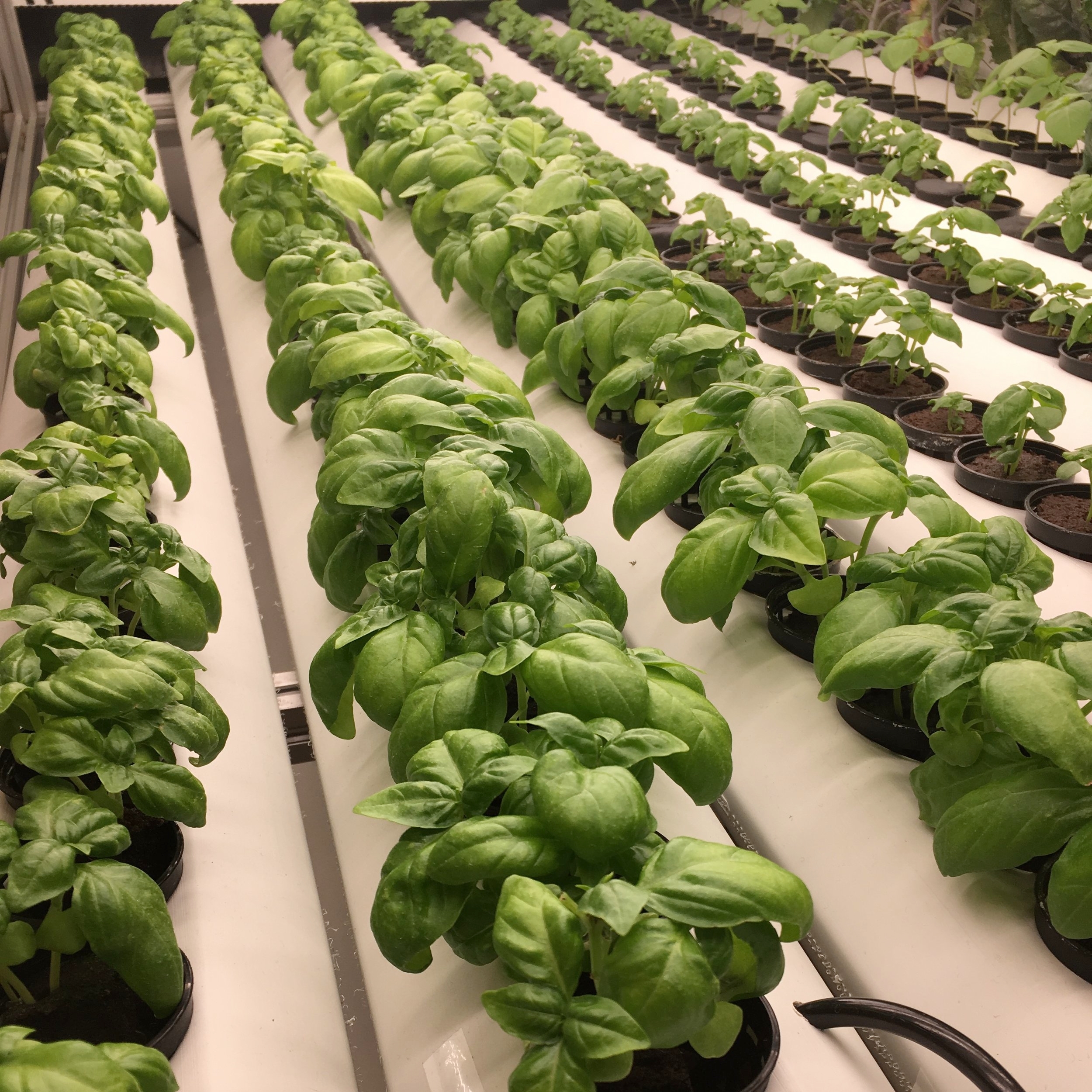 This hydroponically grown basil has never touched soil or seen sunlight. | Image Source: @plantnasty