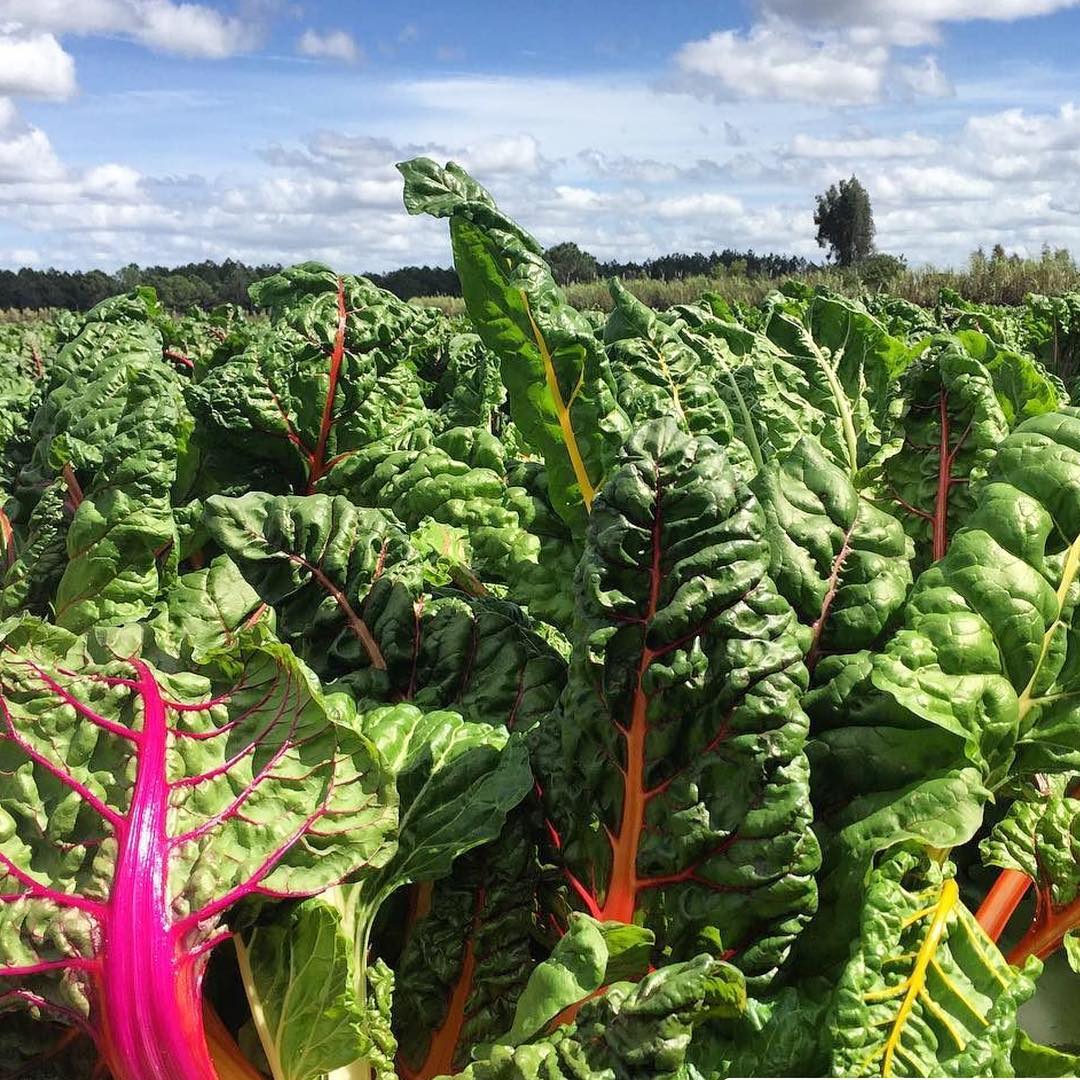 Rainbow-Chard-4P-Foods