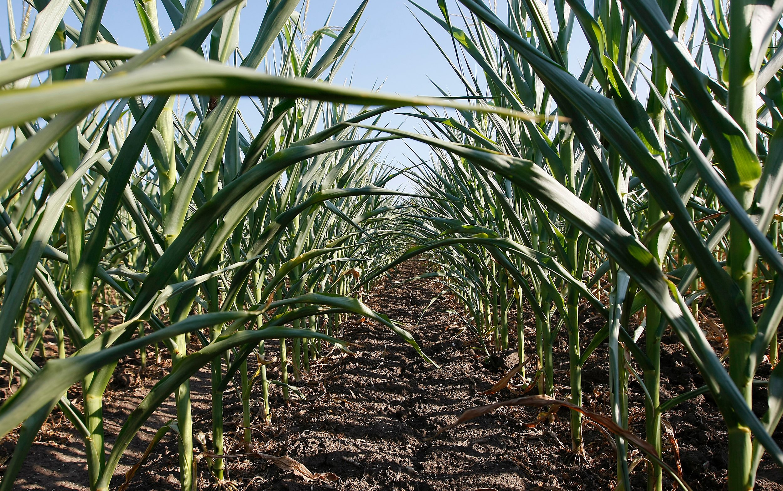 Drought-resistant crop development at Purdue University. Tom Campbell